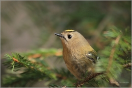 <p>KRÁLÍČEK OBECNÝ (Regulus regulus) /Goldcrest - Wintergoldhähnchen/</p>